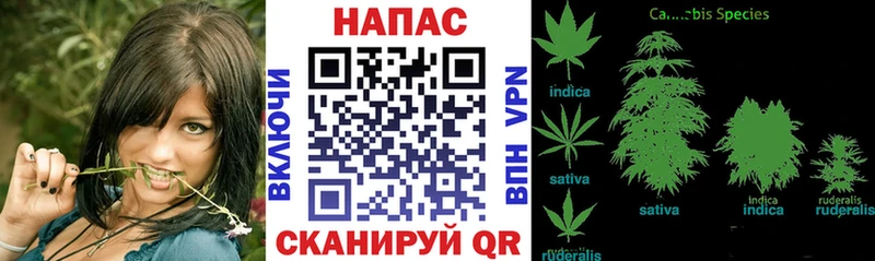 Каннабис SATIVA & INDICA  цены   Озёрск 
